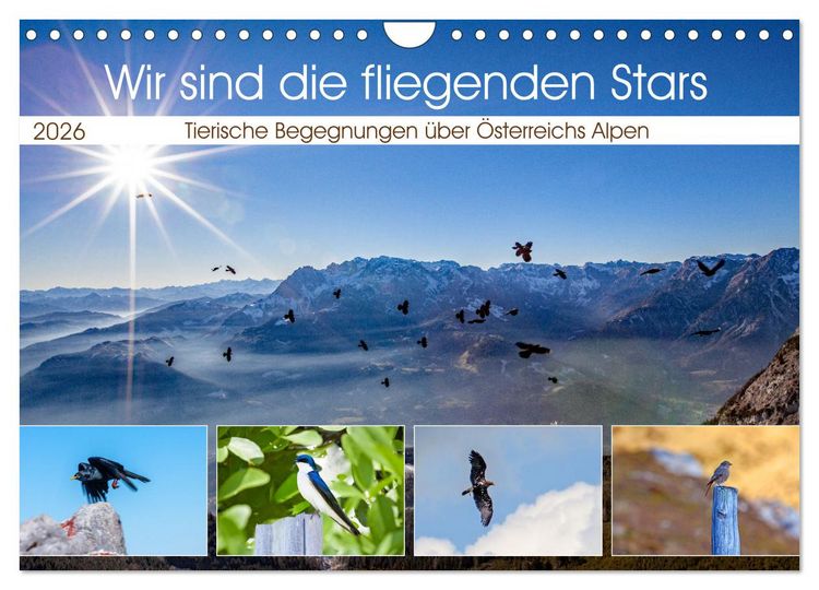 Produktbild: Wir sind die fliegenden Stars (Wandkalender 2026 DIN A4 quer), CALVENDO Monatskalender