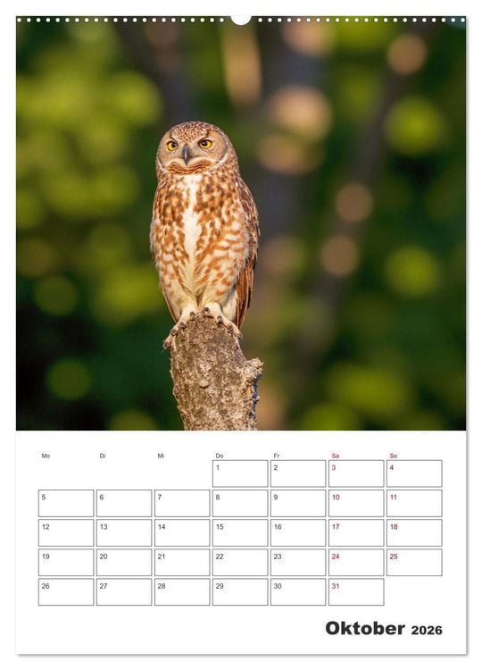 Produktbild: Eulen und K&auml;uze - Diese Wesen der Nacht (Wandkalender 2026 DIN A2 hoch), CALVENDO Monatskalender
