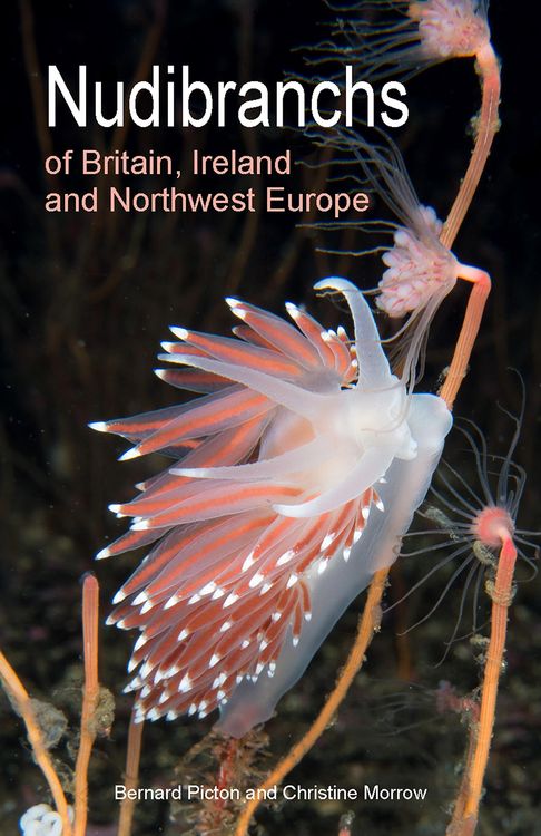 Produktbild: Nudibranchs of Britain, Ireland and Northwest Europe