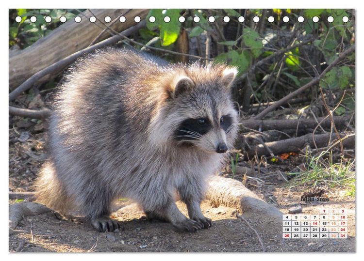 Produktbild: Kanadas charmante Kleintiere - Bezaubernde Einblicke in die Natur (Tischkalender 2026 DIN A5 quer), CALVENDO Monatskalender