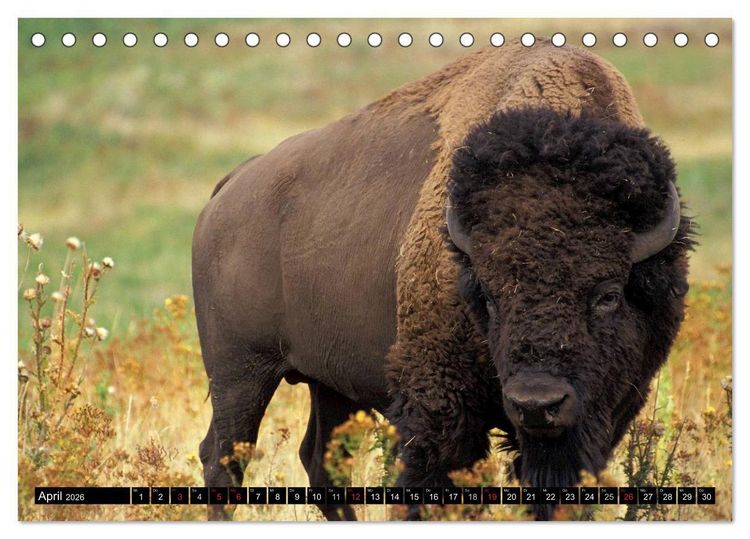 Produktbild: Wisent und Bison (Tischkalender 2026 DIN A5 quer), CALVENDO Monatskalender
