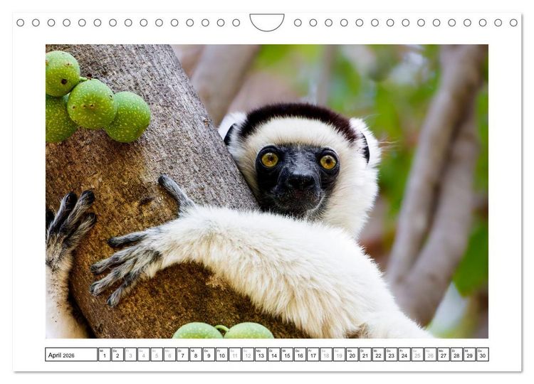 Produktbild: Tierisch tolles Madagaskar - Cham&auml;leons, Lemuren und mehr (Wandkalender 2026 DIN A4 quer), CALVENDO Monatskalender