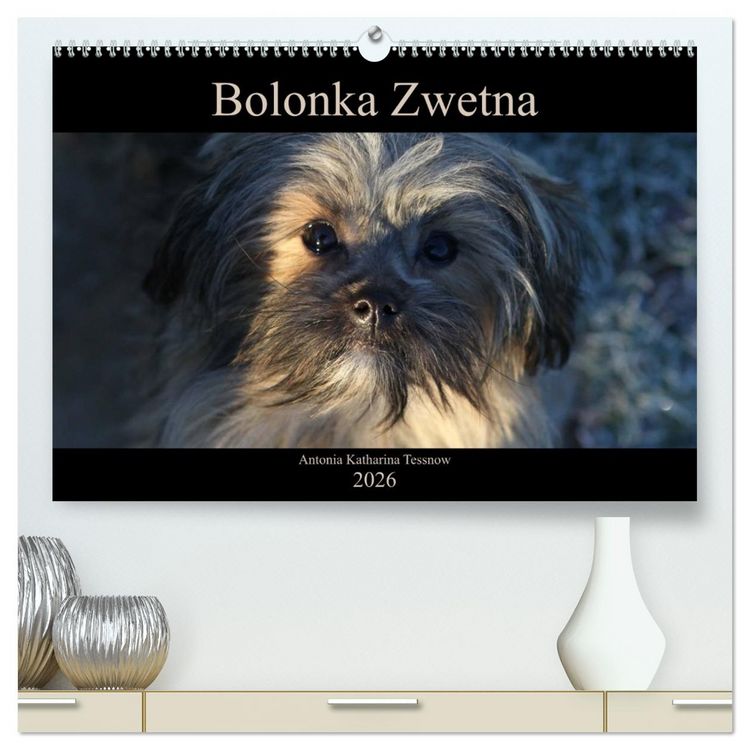 Produktbild: Bolonka Zwetna 2026 (hochwertiger Premium Wandkalender 2026 DIN A2 quer), Kunstdruck in Hochglanz