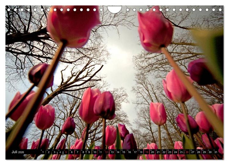 Produktbild: Tulpen (Wandkalender 2026 DIN A4 quer), CALVENDO Monatskalender
