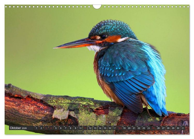 Produktbild: Der Eisvogel (Wandkalender 2026 DIN A3 quer), CALVENDO Monatskalender