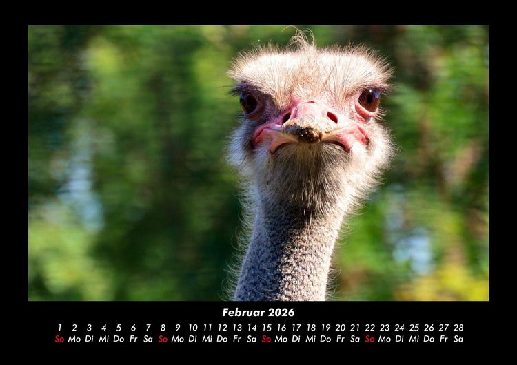 Produktbild: Welt der V&ouml;gel 2026 Fotokalender DIN A3