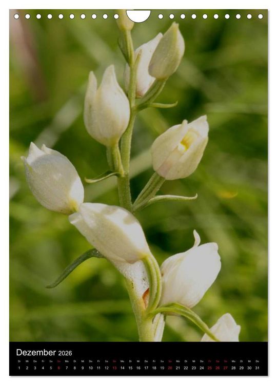 Produktbild: Wildwachsende Orchideen in Deutschland (Wandkalender 2026 DIN A4 hoch), CALVENDO Monatskalender