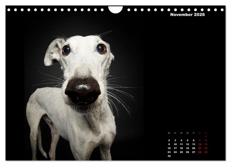 Produktbild: Die Stimme der Windhunde (Wandkalender 2026 DIN A4 quer), CALVENDO Monatskalender
