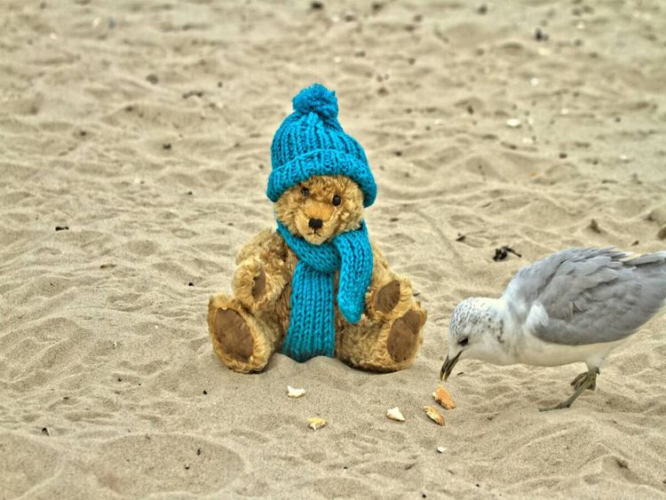 Produktbild: CALVENDO Puzzle Teddy Sammy am Strand | 1000 Teile Lege-Gr&ouml;&szlig;e 64x48cm Foto-Puzzle f&uuml;r gl&uuml;ckliche Stunden