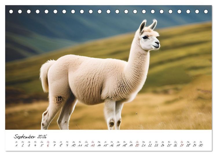 Produktbild: Alpakas, die sanften Andenbewohner (Tischkalender 2026 DIN A5 quer), CALVENDO Monatskalender