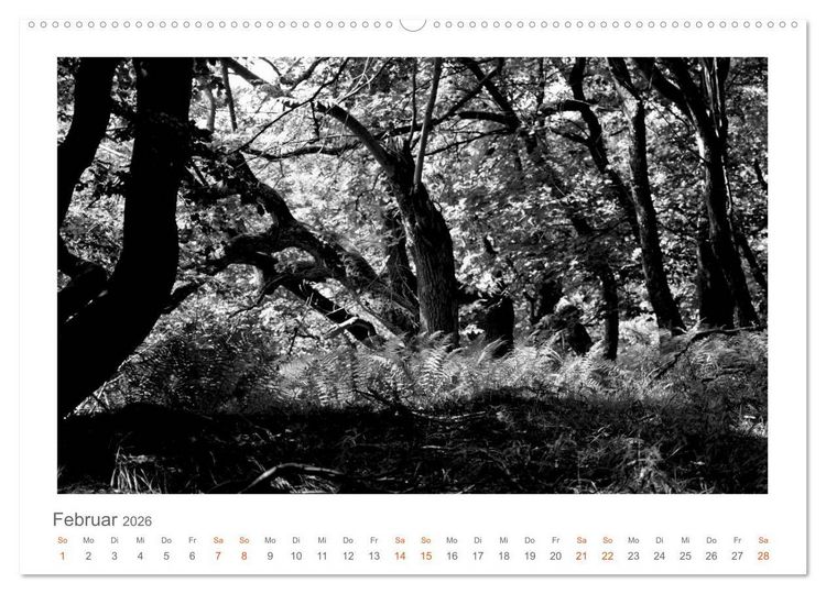 Produktbild: Quo Vadis? W&auml;lder und Wege in der R&ouml;hn, L&uuml;neburger Heide und der Mecklenburgischen Seenplatte (Wandkalender 2026 DIN A2 quer), CALVENDO Monatskalender