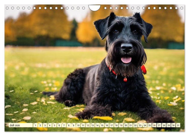 Produktbild: Schnauzer - vielseitige Allrounder (Wandkalender 2026 DIN A4 quer), CALVENDO Monatskalender
