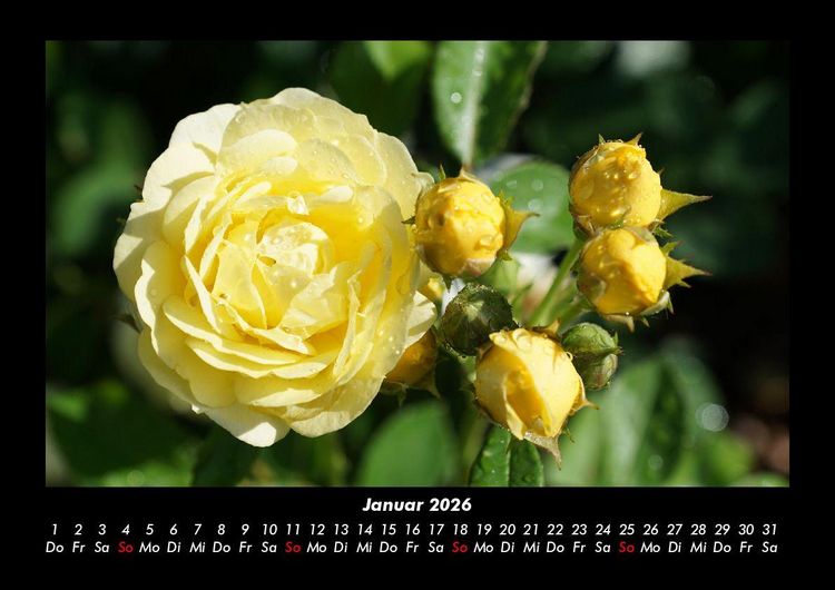 Produktbild: Blumenkalender 2026 Fotokalender DIN A3