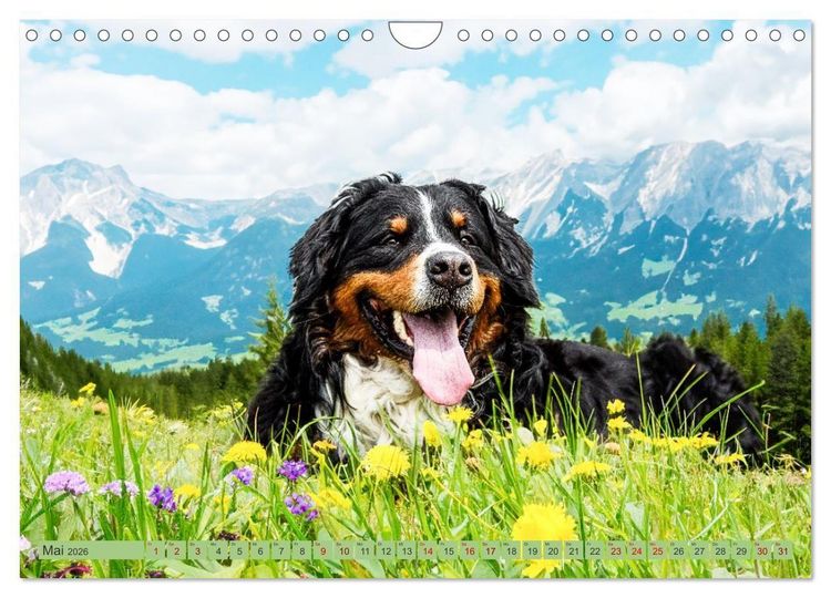 Produktbild: Berner Sennenhunde - Mit jedem Blick ein St&uuml;ck Geborgenheit (Wandkalender 2026 DIN A4 quer), CALVENDO Monatskalender