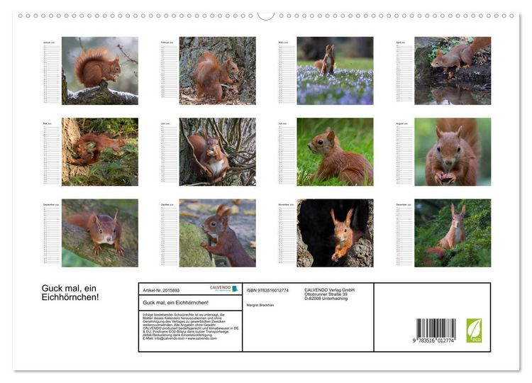 Produktbild: Guck mal, ein Eichh&ouml;rnchen! (hochwertiger Premium Wandkalender 2026 DIN A2 quer), Kunstdruck in Hochglanz