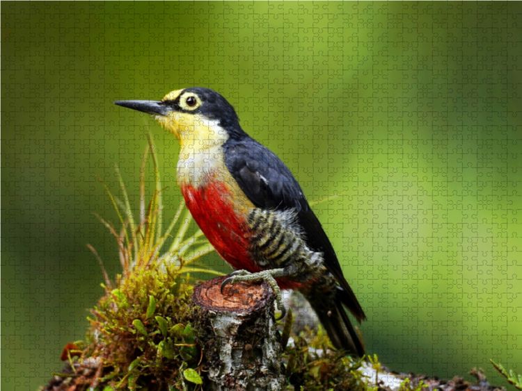 Produktbild: CALVENDO Puzzle Goldmaskenspecht (Melanerpes flavifrons) | 1000 Teile Lege-Gr&ouml;&szlig;e 64x48cm Foto-Puzzle f&uuml;r gl&uuml;ckliche Stunden