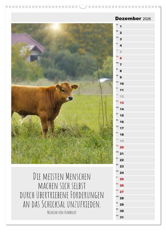 Produktbild: Coole Rindviecher (hochwertiger Premium Wandkalender 2026 DIN A2 hoch), Kunstdruck in Hochglanz