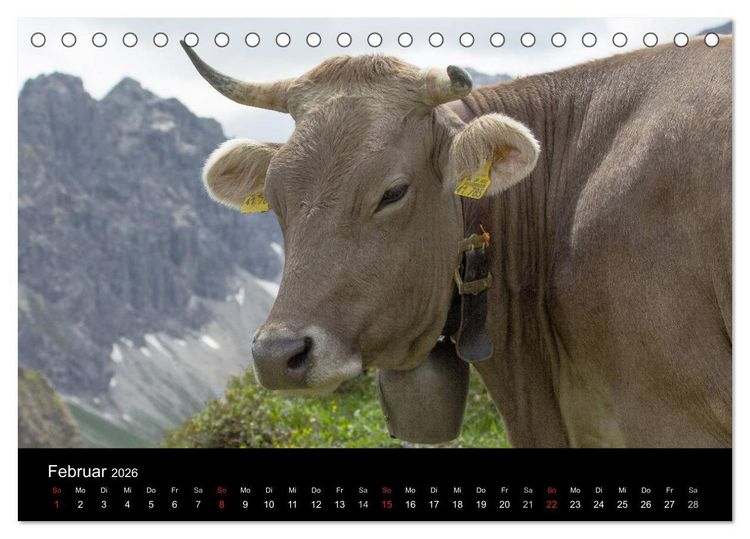 Produktbild: Gl&uuml;ckliches Rindvieh 2026 (Tischkalender 2026 DIN A5 quer), CALVENDO Monatskalender