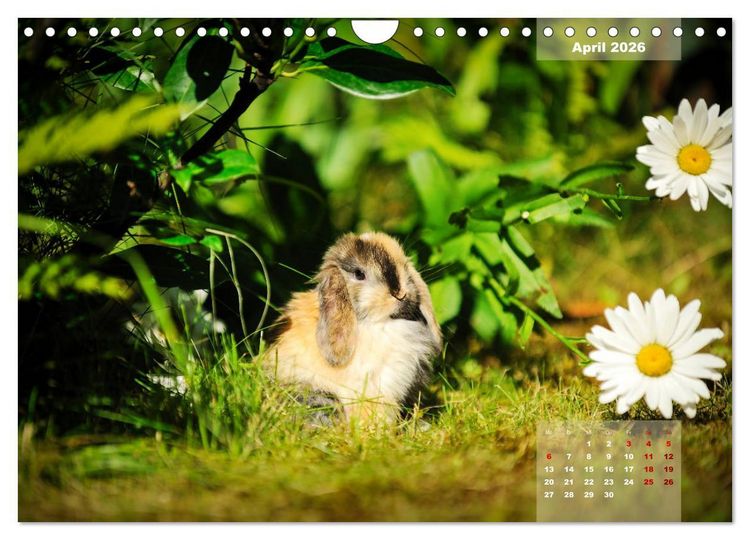 Produktbild: Kaninchen klein und putzig (Wandkalender 2026 DIN A4 quer), CALVENDO Monatskalender