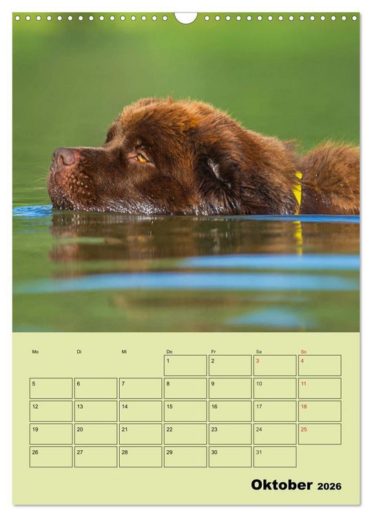 Produktbild: B&auml;rige Freunde - Familienplaner Brauner Neufundl&auml;nder (Wandkalender 2026 DIN A3 hoch), CALVENDO Monatskalender