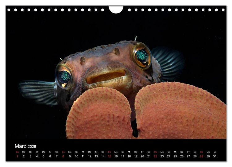 Produktbild: Unterwasser (Wandkalender 2026 DIN A4 quer), CALVENDO Monatskalender