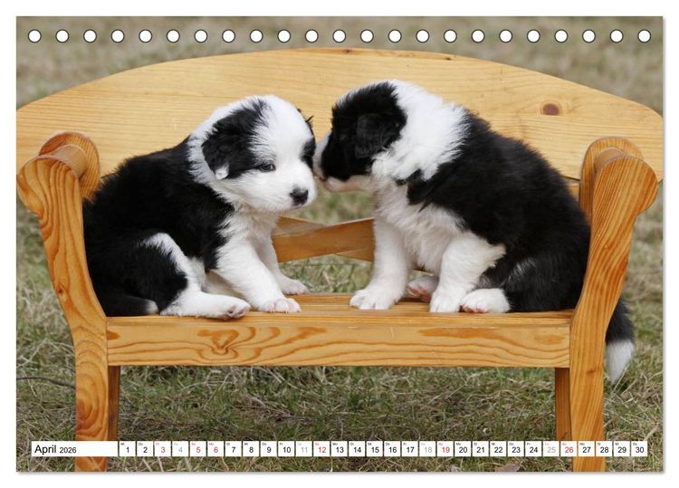 Produktbild: Border Collie Welpen (Tischkalender 2026 DIN A5 quer), CALVENDO Monatskalender