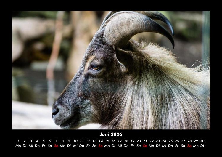 Produktbild: Der Tierkalender 2026 Fotokalender DIN A3