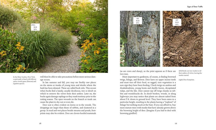 Produktbild: 50 Beautiful Deer-Resistant Plants