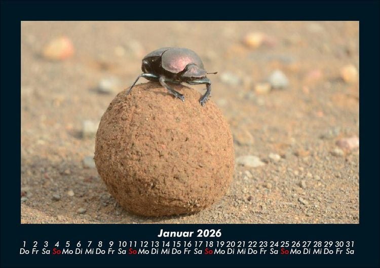 Produktbild: K&auml;fer 2026 Fotokalender DIN A5