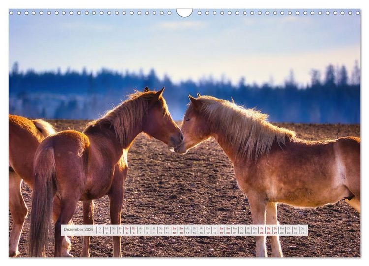 Produktbild: Haflinger im Th&uuml;ringer Wald (Wandkalender 2026 DIN A3 quer), CALVENDO Monatskalender