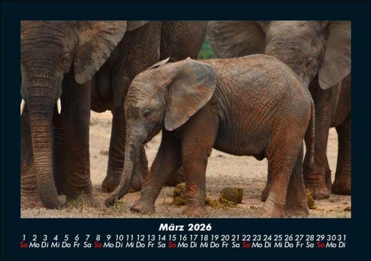 Produktbild: Welt der Tiere 2026 Fotokalender DIN A5
