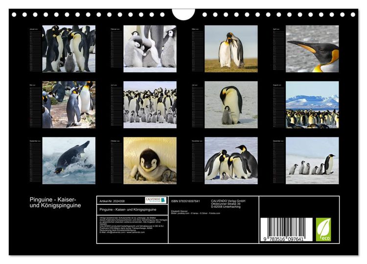 Produktbild: Pinguine - Kaiser- und K&ouml;nigspinguine (Wandkalender 2026 DIN A4 quer), CALVENDO Monatskalender
