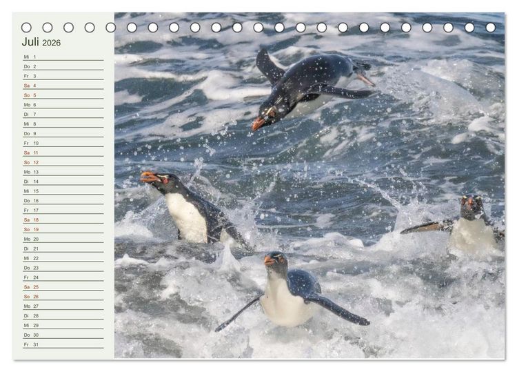 Produktbild: Unter Pinguinen (Tischkalender 2026 DIN A5 quer), CALVENDO Monatskalender