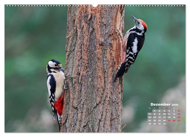 Produktbild: Echte Spechte (hochwertiger Premium Wandkalender 2026 DIN A2 quer), Kunstdruck in Hochglanz