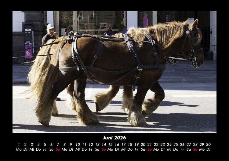 Produktbild: Pferdegefl&uuml;ster 2026 Fotokalender DIN A3
