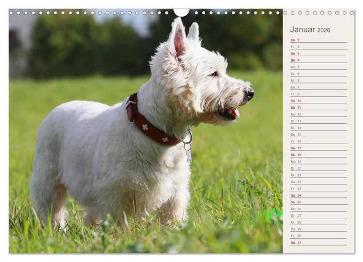 Produktbild: West Highland White Terrier - Selbstbewustes Powerpaket - der Westie (Wandkalender 2026 DIN A3 quer), CALVENDO Monatskalender