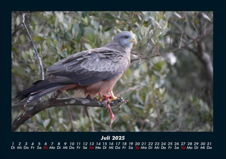 Produktbild: Vogelparadies 2025 Fotokalender DIN A4