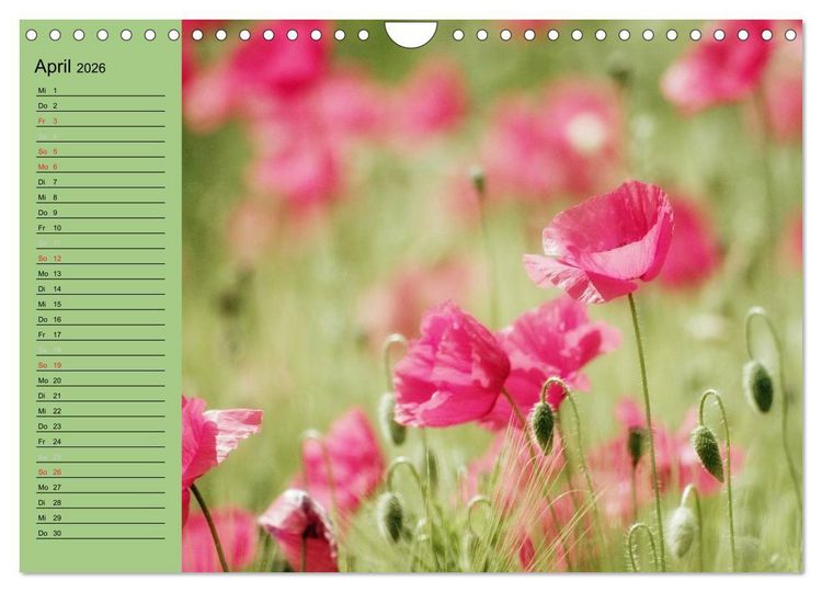Produktbild: Mohnblumen Tr&auml;ume (Wandkalender 2026 DIN A4 quer), CALVENDO Monatskalender