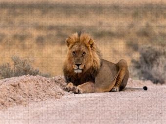 Produktbild: CALVENDO Puzzle Majest&auml;tische L&ouml;we | 1000 Teile Lege-Gr&ouml;&szlig;e 64x48cm Foto-Puzzle f&uuml;r gl&uuml;ckliche Stunden