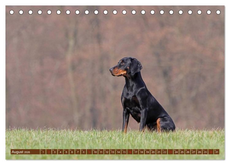 Produktbild: Brandlbracken (Tischkalender 2026 DIN A5 quer), CALVENDO Monatskalender