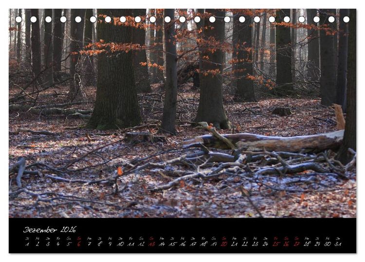 Produktbild: Wald (Tischkalender 2026 DIN A5 quer), CALVENDO Monatskalender