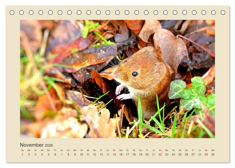 Produktbild: Tiere im Wald. Bezaubernde Begegnungen (Tischkalender 2026 DIN A5 quer), CALVENDO Monatskalender