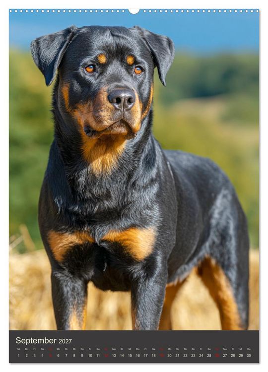 Produktbild: Rottweiler. Kraft, Herz und Treue (hochwertiger Premium Wandkalender 2027 DIN A2 hoch), Kunstdruck in Hochglanz