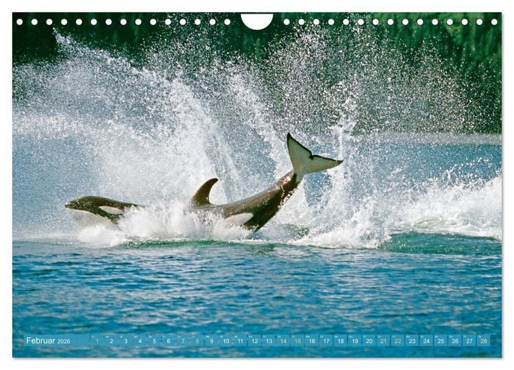 Produktbild: Orcas: Schwarz-wei&szlig;e Giganten (Wandkalender 2026 DIN A4 quer), CALVENDO Monatskalender