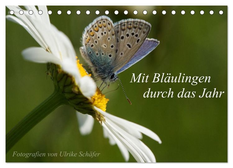 Produktbild: Mit Bl&auml;ulingen durch das Jahr (Tischkalender 2027 DIN A5 quer), CALVENDO Monatskalender