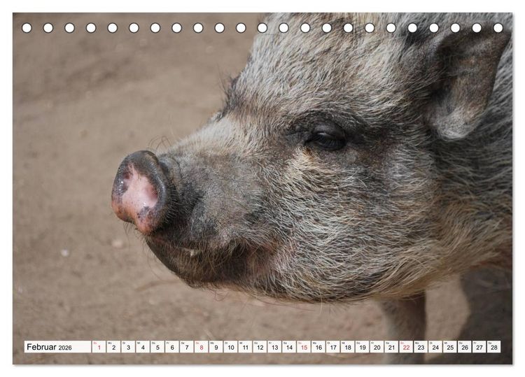 Produktbild: Von S&auml;uen die Schwein haben! (Tischkalender 2026 DIN A5 quer), CALVENDO Monatskalender