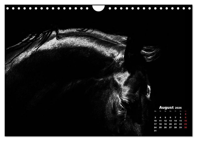Produktbild: Pferde zwischen Licht und Schatten (Wandkalender 2026 DIN A4 quer), CALVENDO Monatskalender