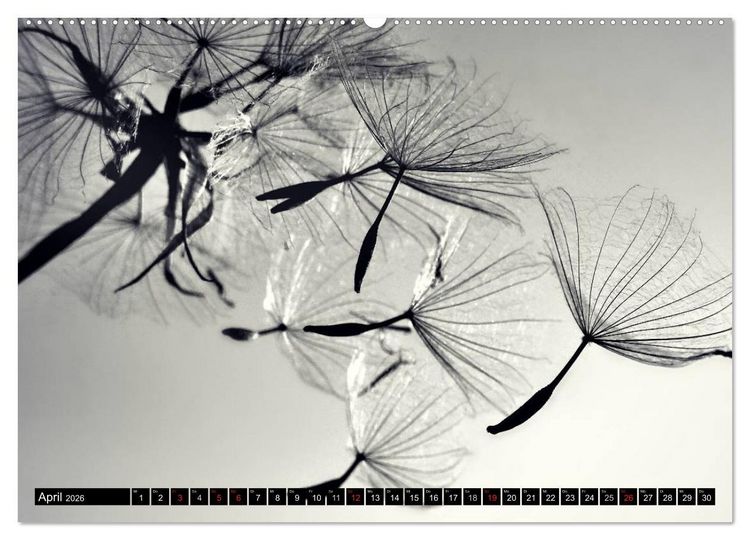 Produktbild: Pusteblume - Impressionen in schwarzwei&szlig; (hochwertiger Premium Wandkalender 2026 DIN A2 quer), Kunstdruck in Hochglanz