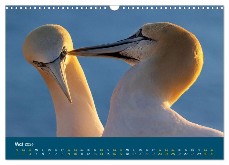 Produktbild: Helgol&auml;nder Basst&ouml;lpel 2026 (Wandkalender 2026 DIN A3 quer), CALVENDO Monatskalender