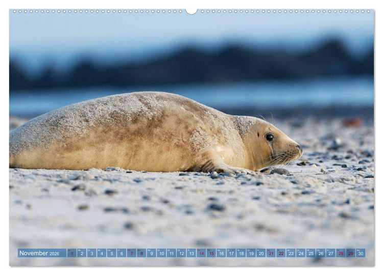 Produktbild: Robben - Lustige Bewohner Helgolands (Wandkalender 2026 DIN A2 quer), CALVENDO Monatskalender